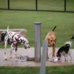 dog park 1-2
