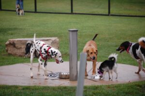 dog park 1-2