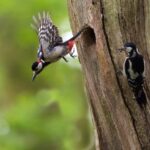 Great-Spotted-Woodpecker-in-flight