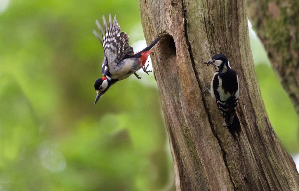 Great-Spotted-Woodpecker-in-flight