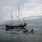 celtic mist shannon estuary 1
