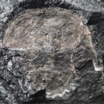 horseshoe crab fossil 1