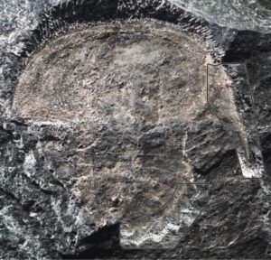 horseshoe crab fossil 1