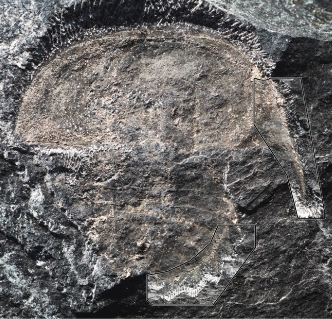 horseshoe crab fossil 1
