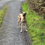 twiggy lurcher 1