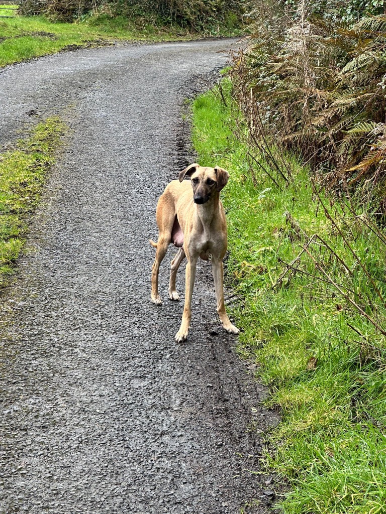 twiggy lurcher 1