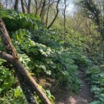 hogweed westbury 2