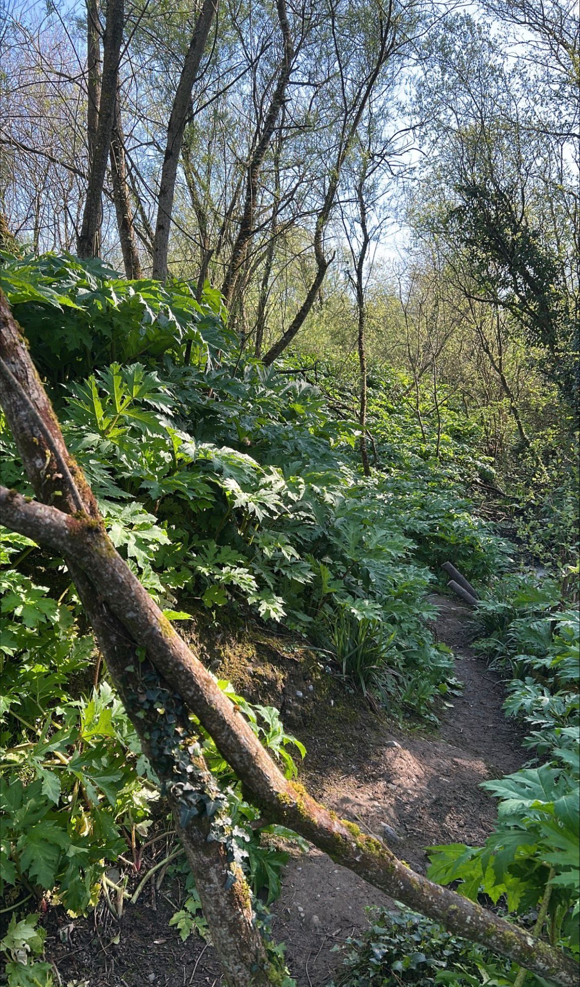 hogweed westbury 2