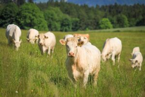 cows 1