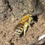 Ivy-Bee-Jim-Oldroyd-1_edited