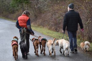 File photo walking dogs